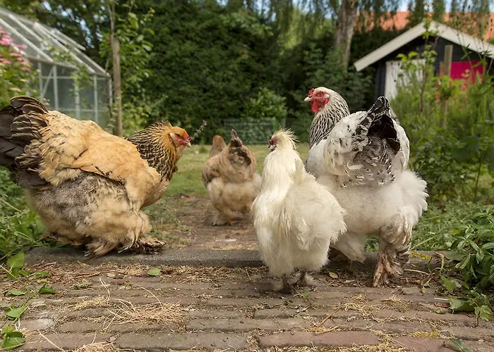 De Lange Mouwen Beesd